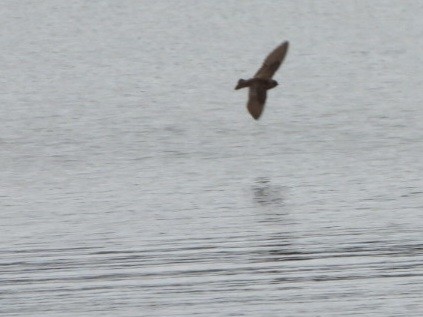 Northern Rough-winged Swallow - Cliff Dekdebrun