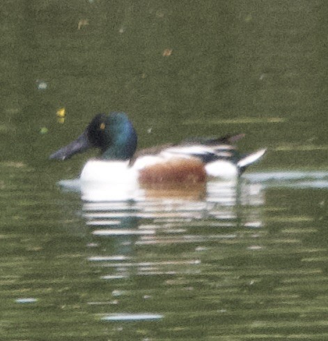 Northern Shoveler - ML617329635