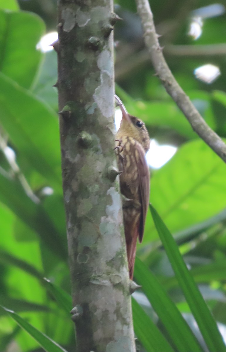 Lesser Woodcreeper - ML617329640