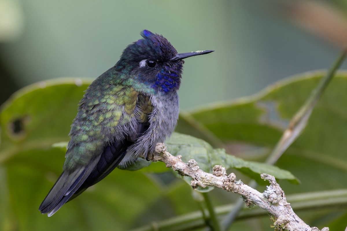 Violet-headed Hummingbird - ML617329667