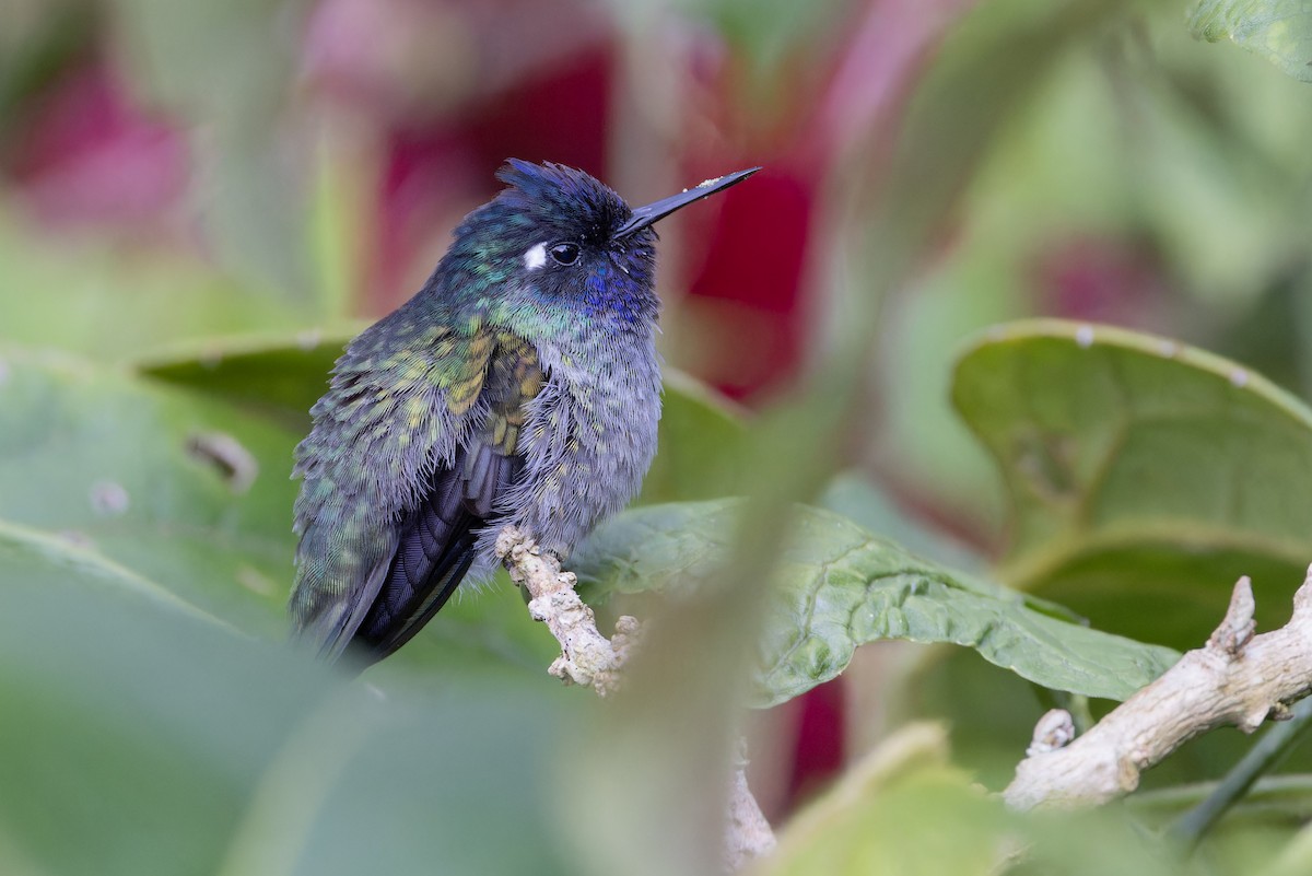 kolibřík fialovohlavý - ML617329668