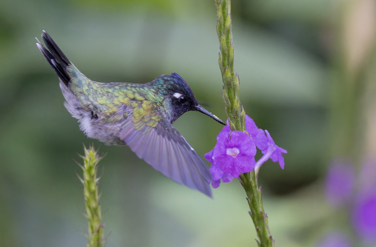 Colibri à tête violette - ML617329669