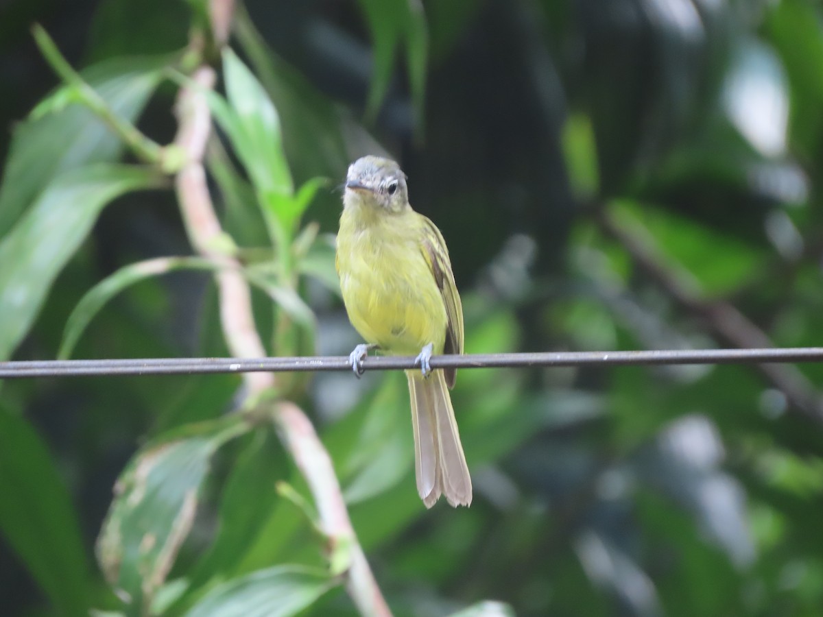 Yellow-olive Flatbill - Fabio Barata