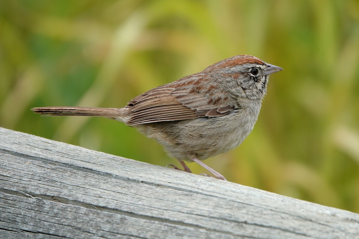 Rufous-crowned Sparrow - ML617329676