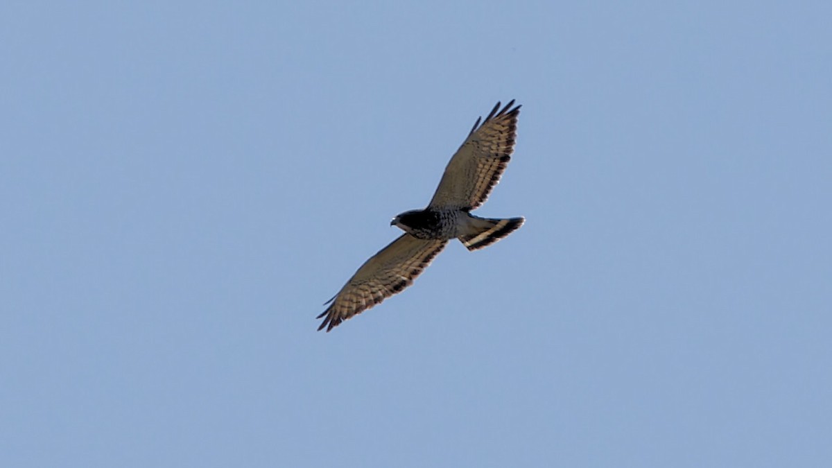 Broad-winged Hawk - ML617329722
