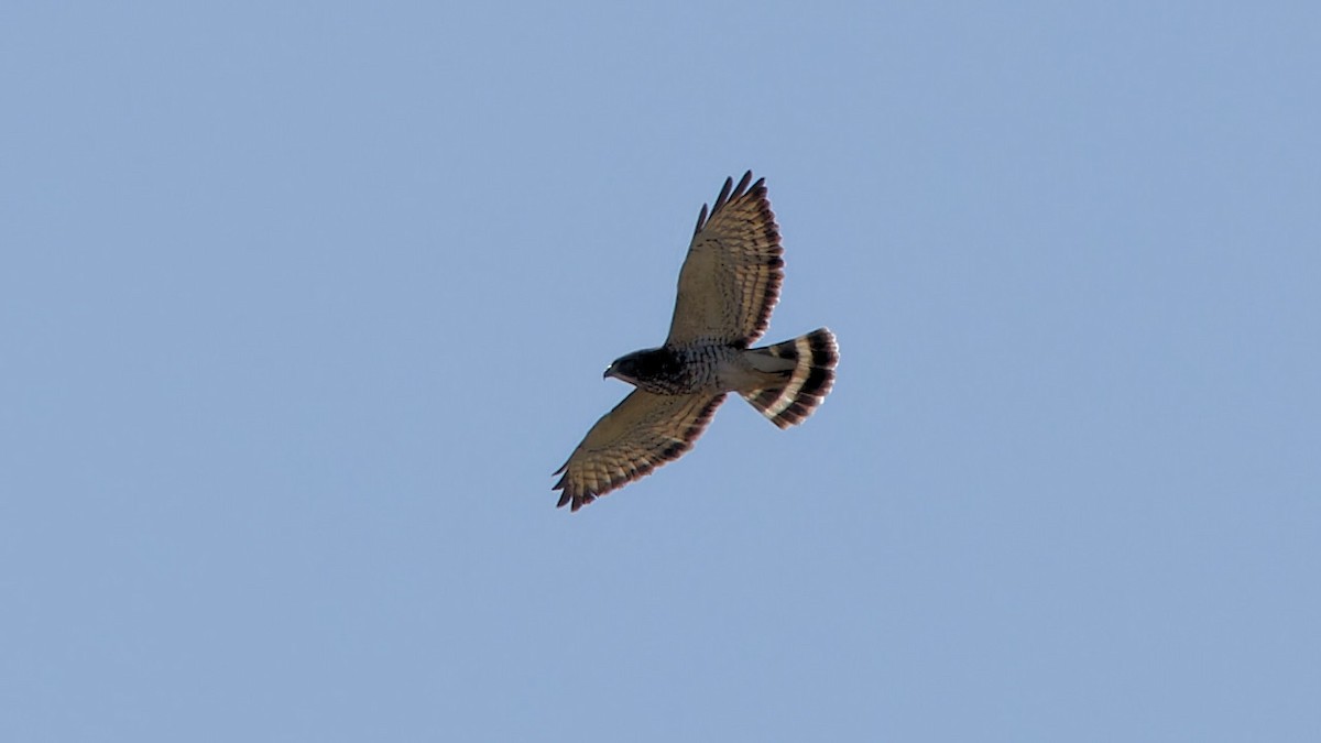 Broad-winged Hawk - ML617329725