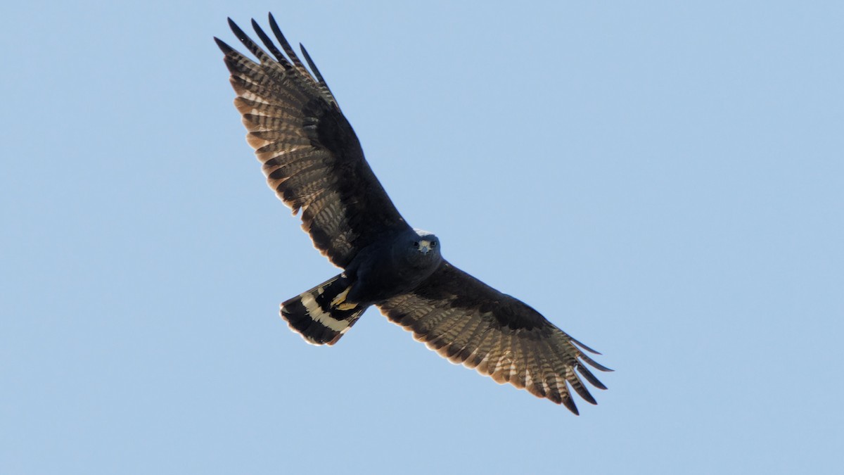 Zone-tailed Hawk - Bob Scheidt