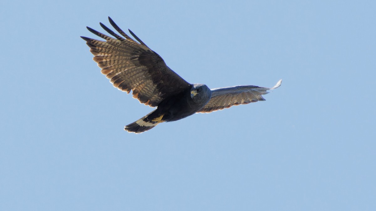 Zone-tailed Hawk - Bob Scheidt