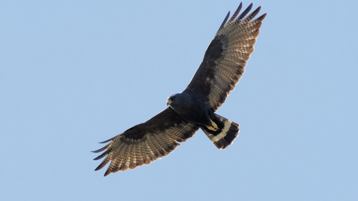 Zone-tailed Hawk - Bob Scheidt