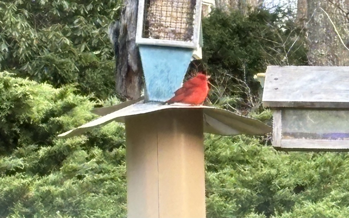 Summer Tanager - ML617329759