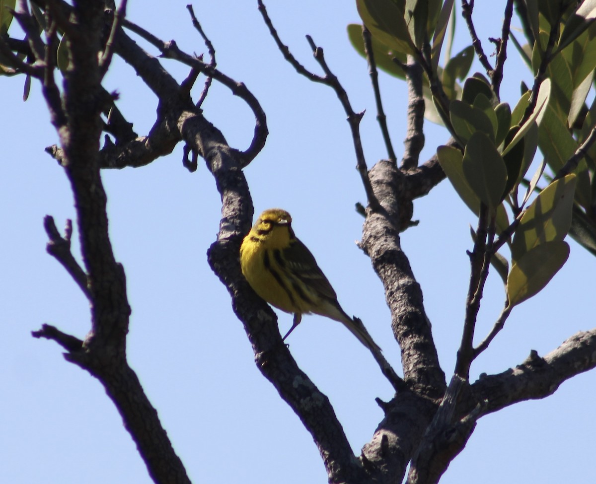 Prairie Warbler - kim nordquest