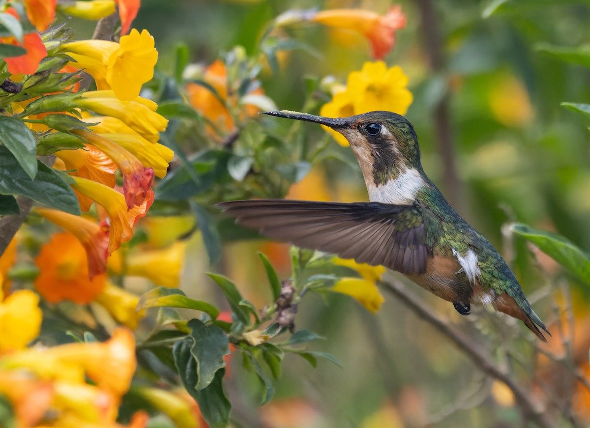 Colibrí de Jourdan - ML617329842