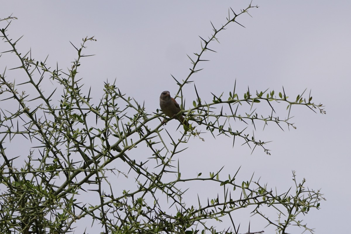 Swahili Sparrow - ML617329854