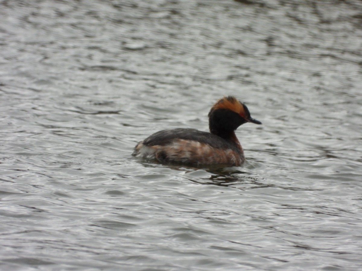 Horned Grebe - ML617329881