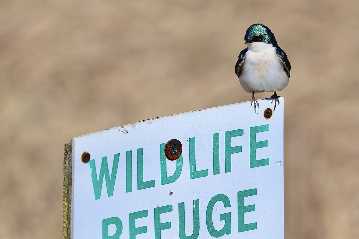 Tree Swallow - ML617329919