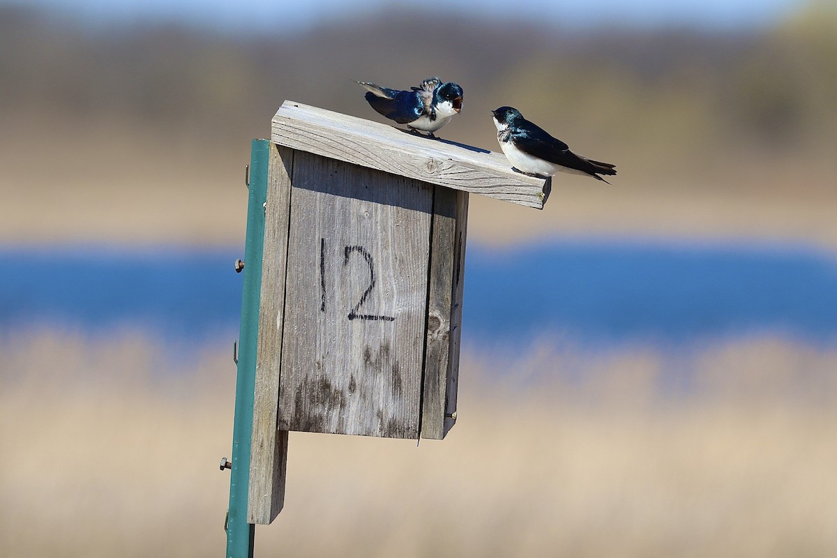 Tree Swallow - ML617329920