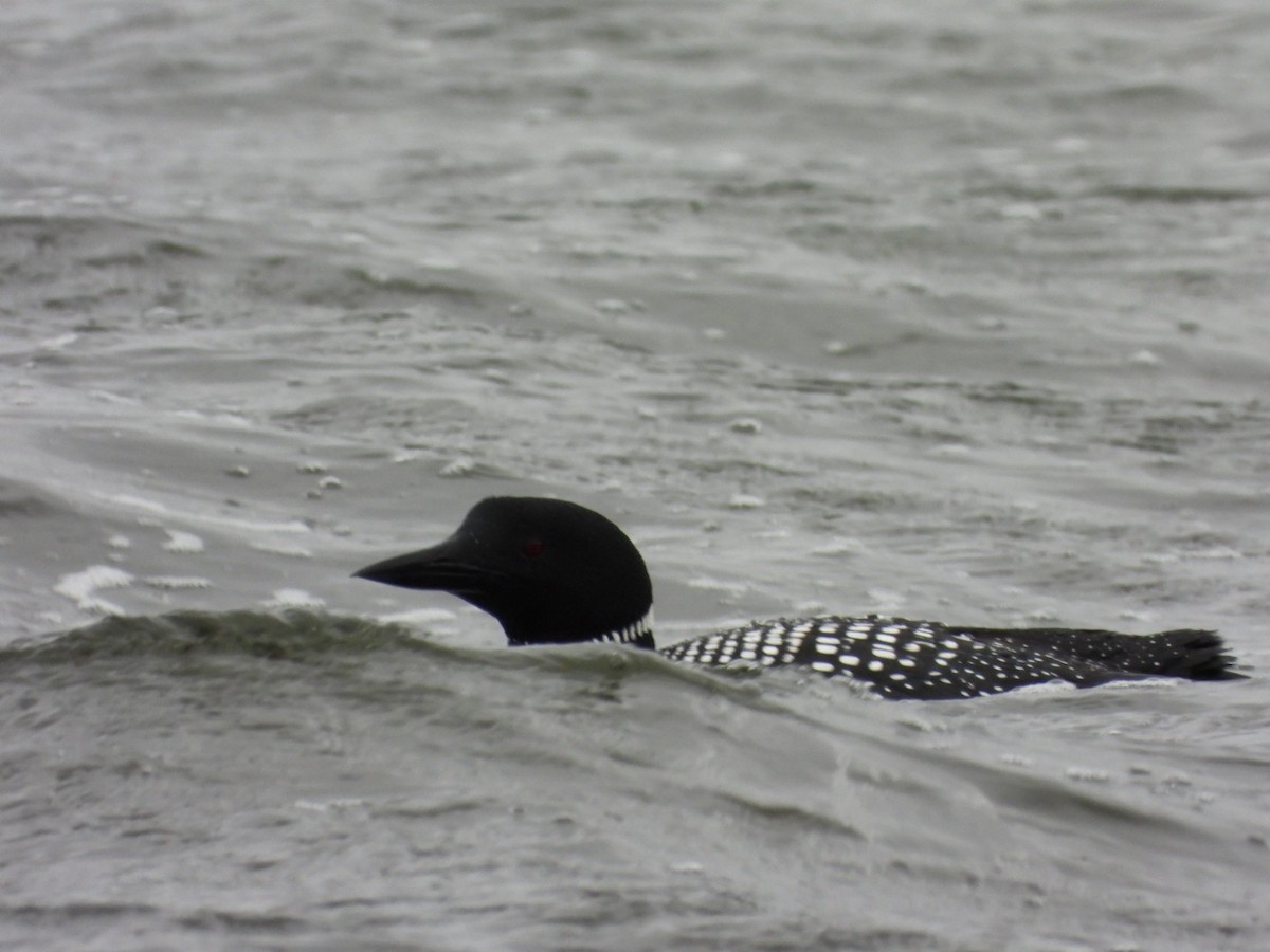 Common Loon - ML617329941