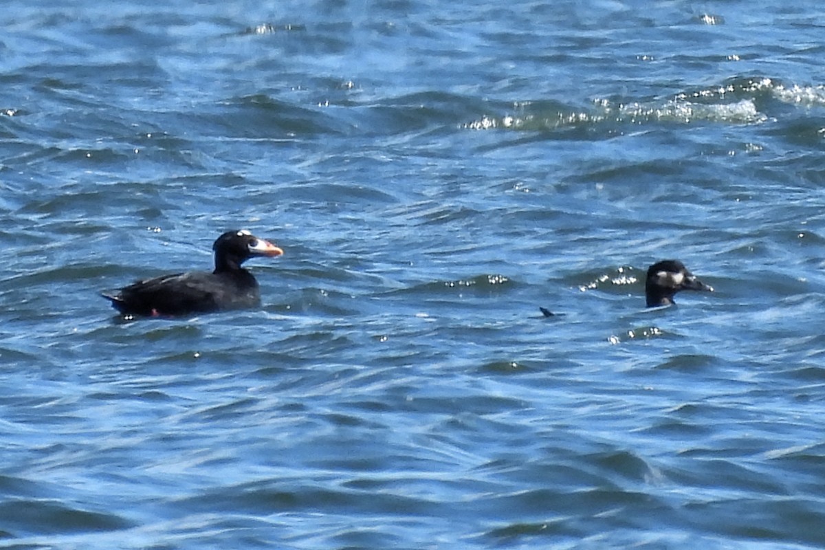 Surf Scoter - ML617330018