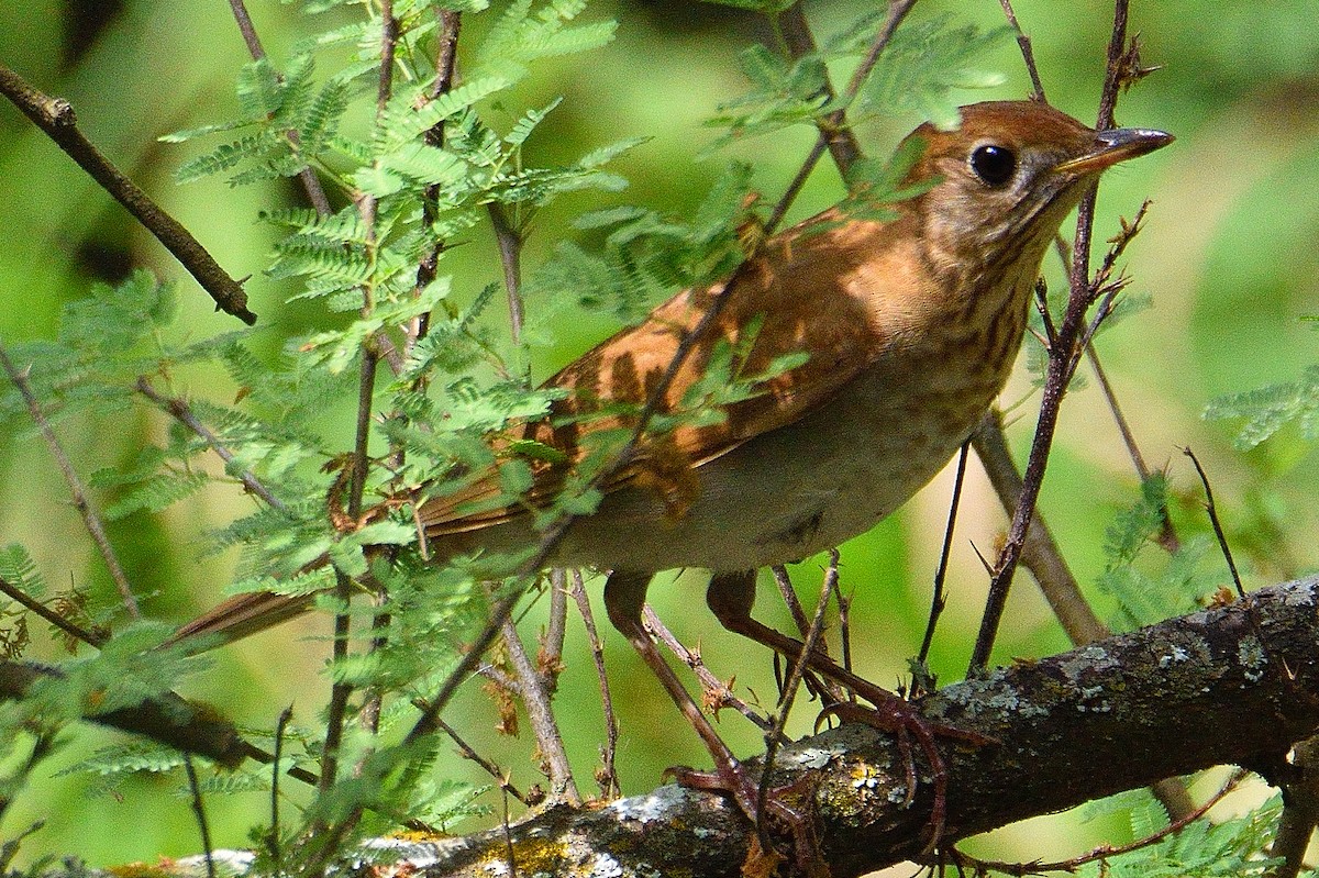 Veery - ML617330032