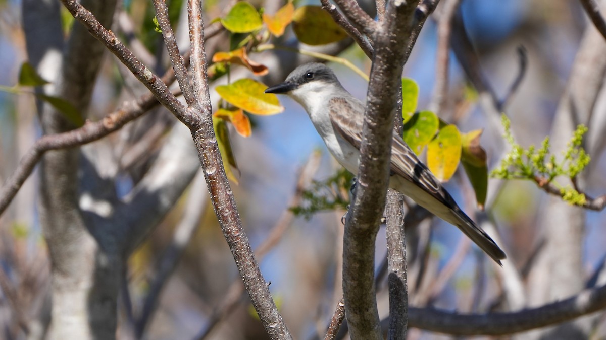 Gray Kingbird - Tuly  Datena