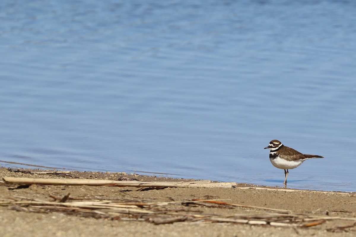 Killdeer - ML617330056