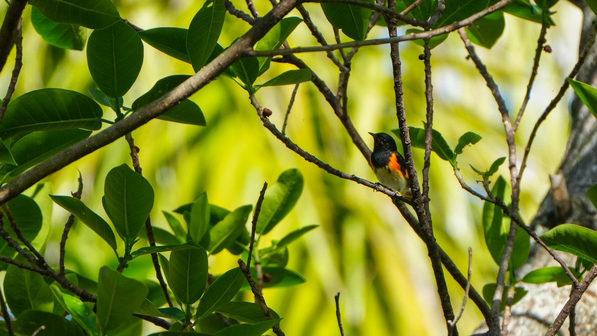 American Redstart - ML617330091