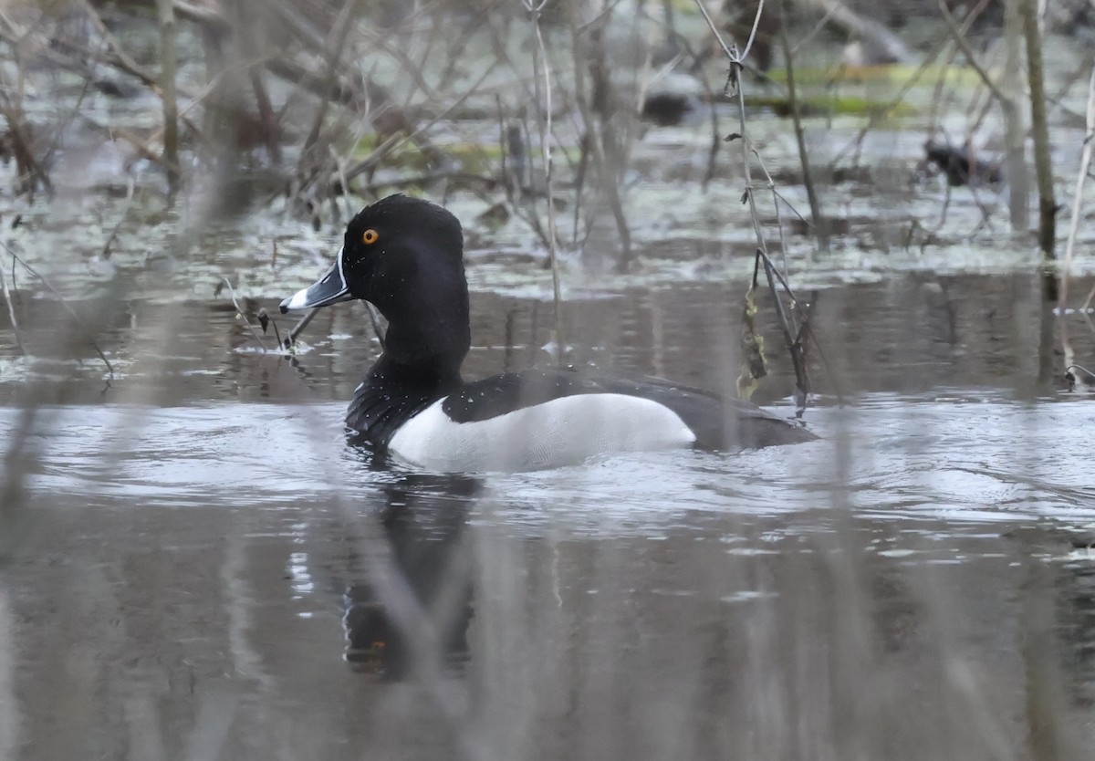 Ring-necked Duck - ML617330144