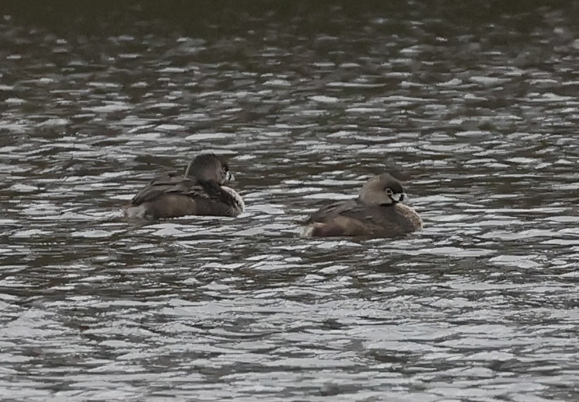 Pied-billed Grebe - ML617330171