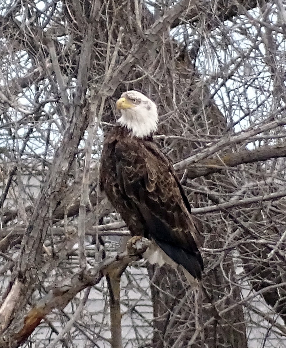 Bald Eagle - ML617330192