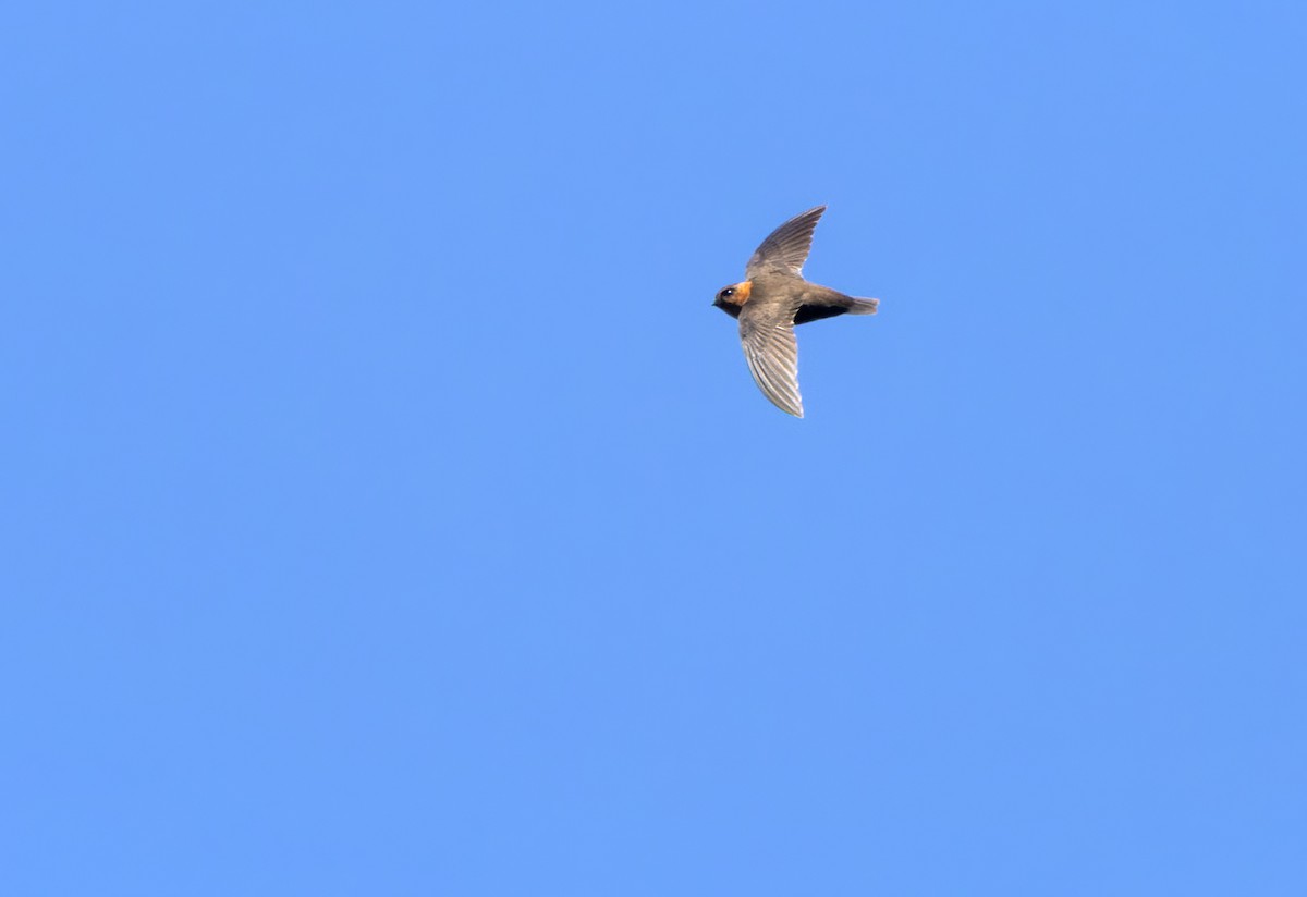 Chestnut-collared Swift - ML617330218