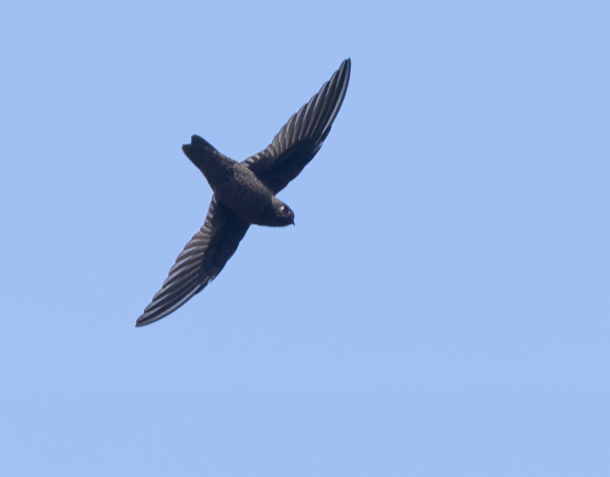 Chestnut-collared Swift - Lars Petersson | My World of Bird Photography