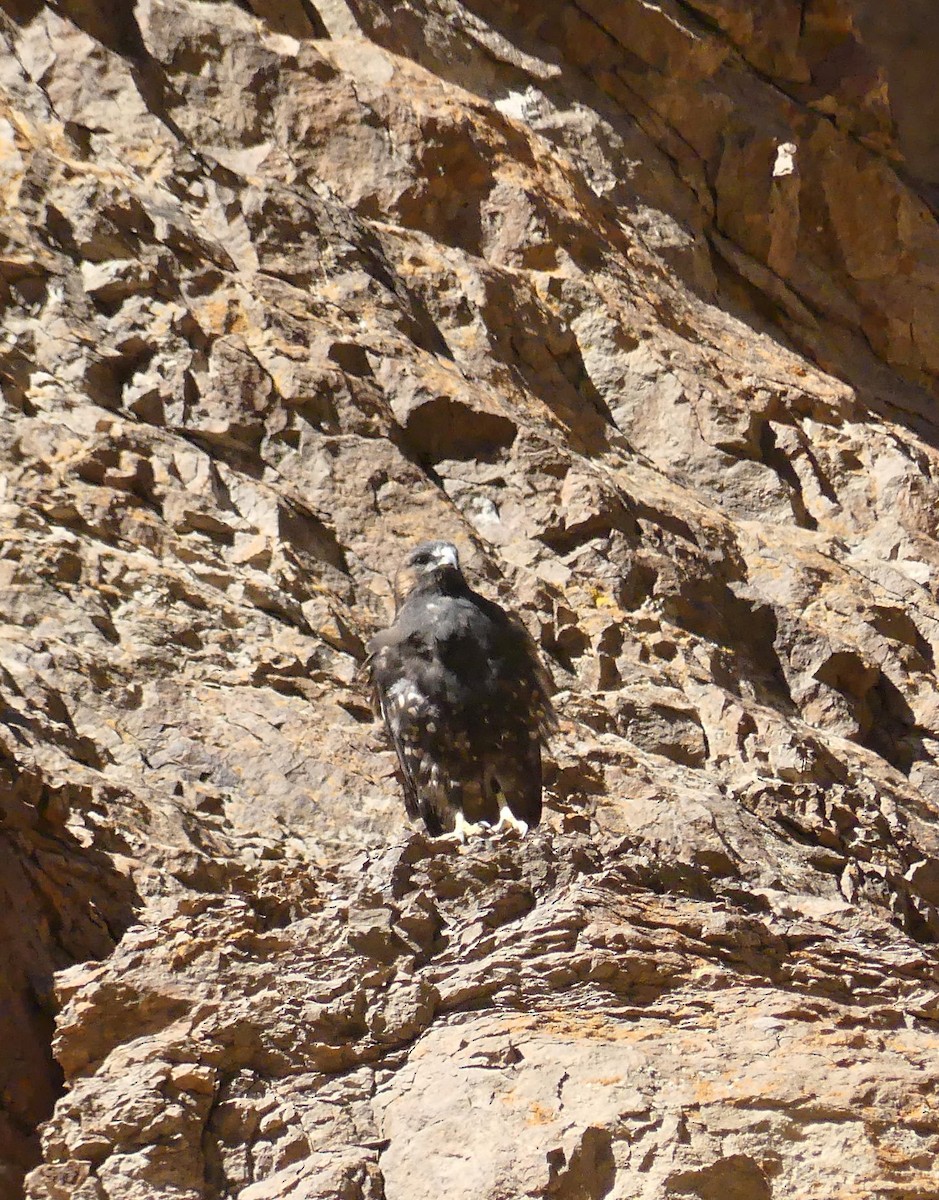 Variable Hawk - amy pickering