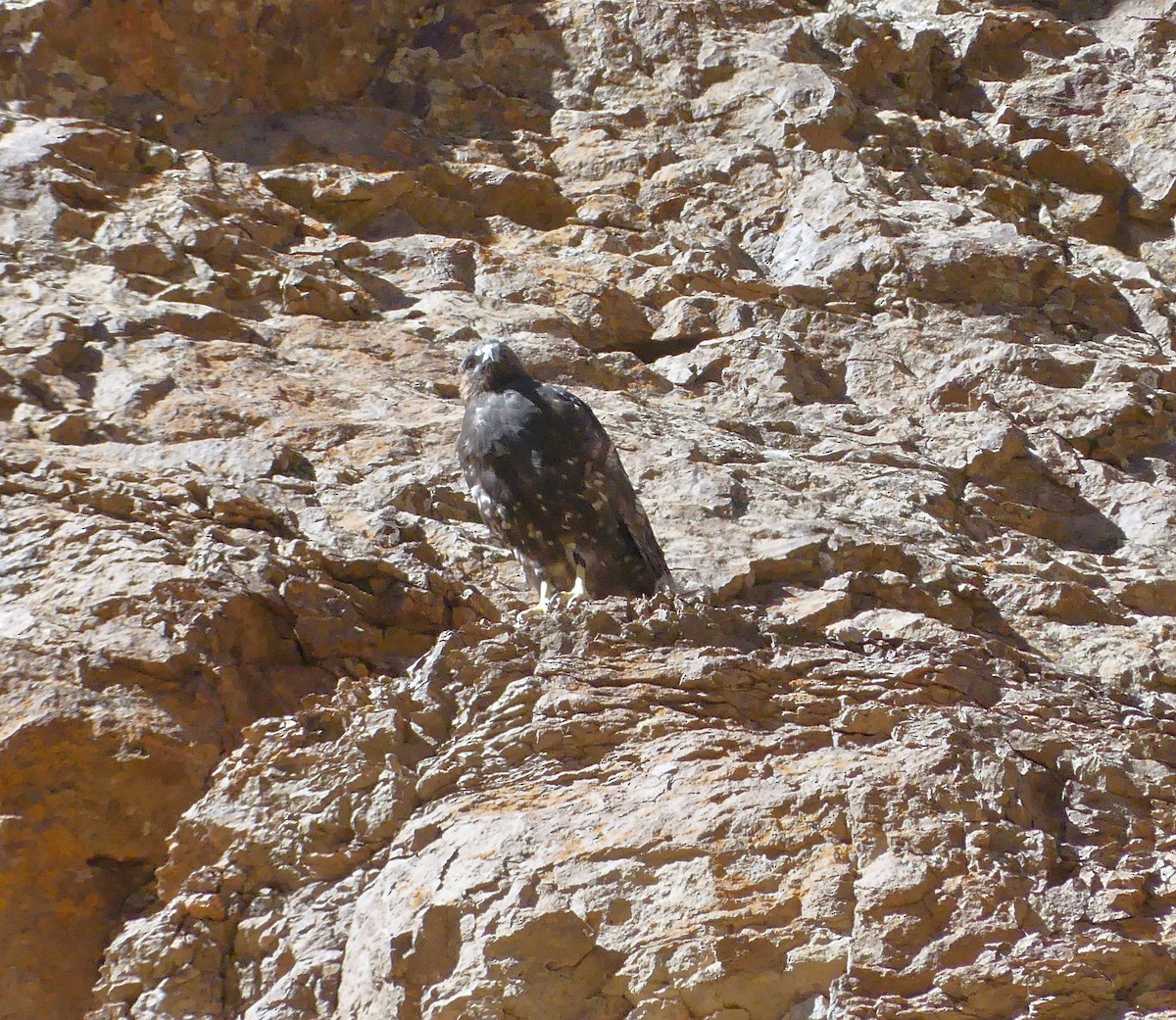 Variable Hawk - amy pickering