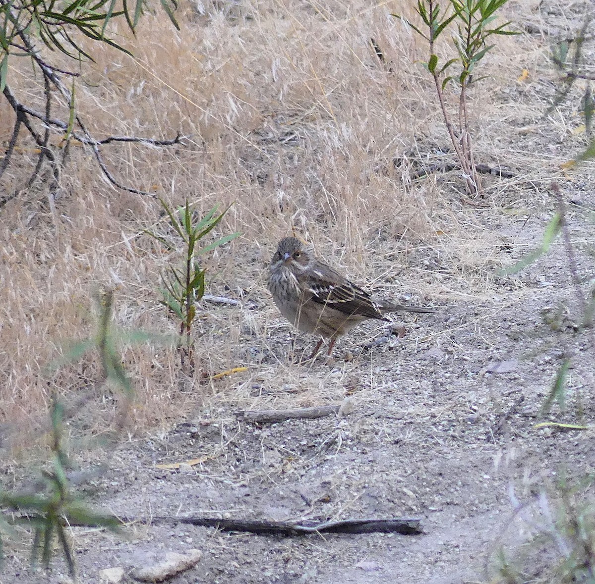 Mourning Sierra Finch - ML617330281