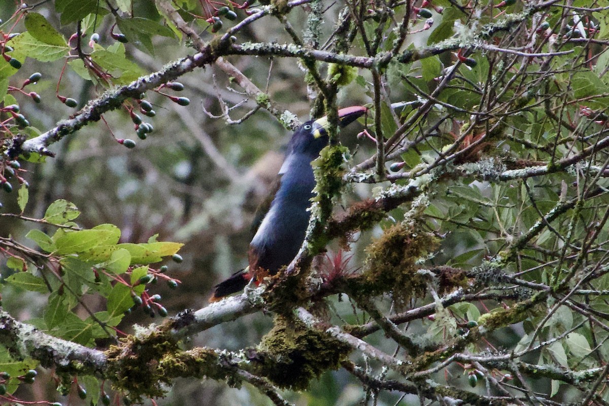 Gray-breasted Mountain-Toucan - ML617330287