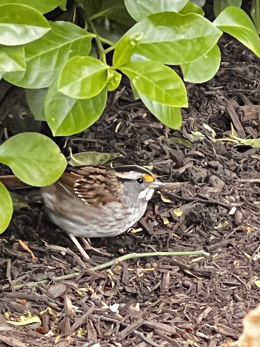 White-throated Sparrow - Alison Quammie