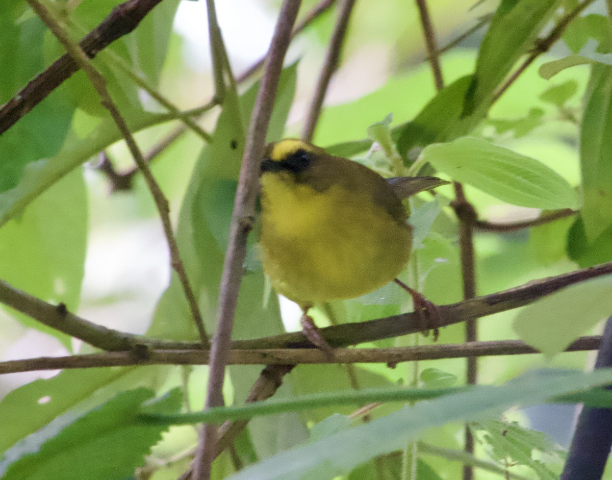 Citrine Warbler - ML617330309