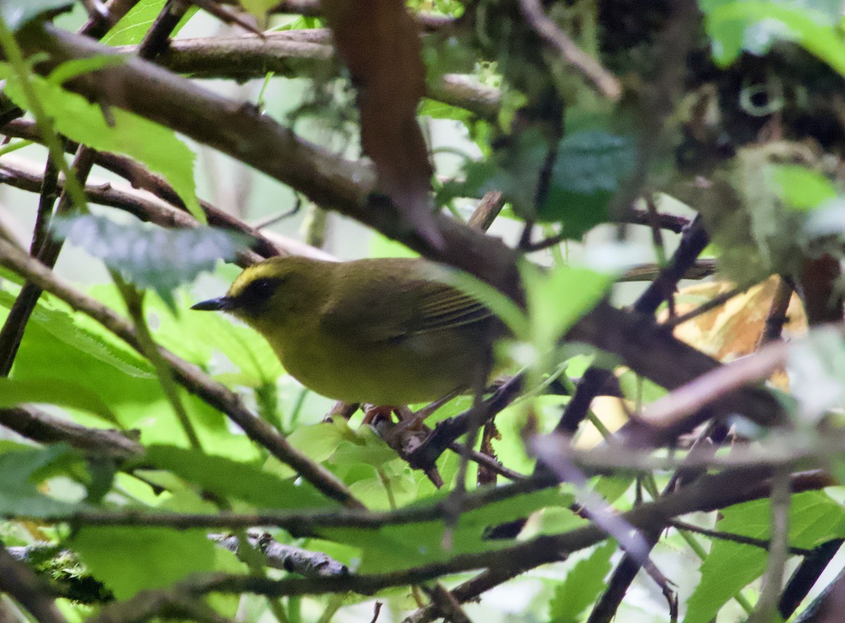 Citrine Warbler - ML617330310