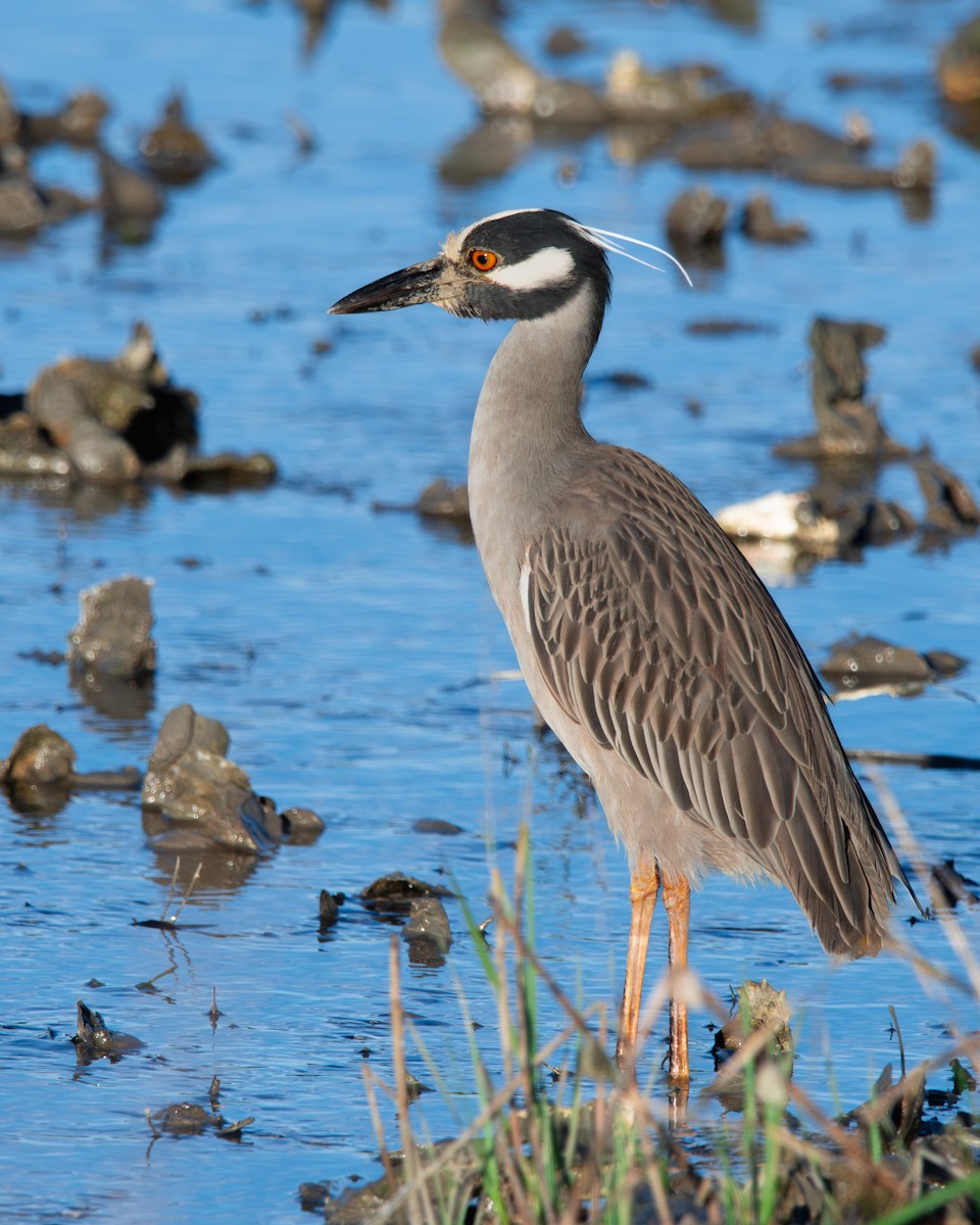 Yellow-crowned Night Heron - ML617330312