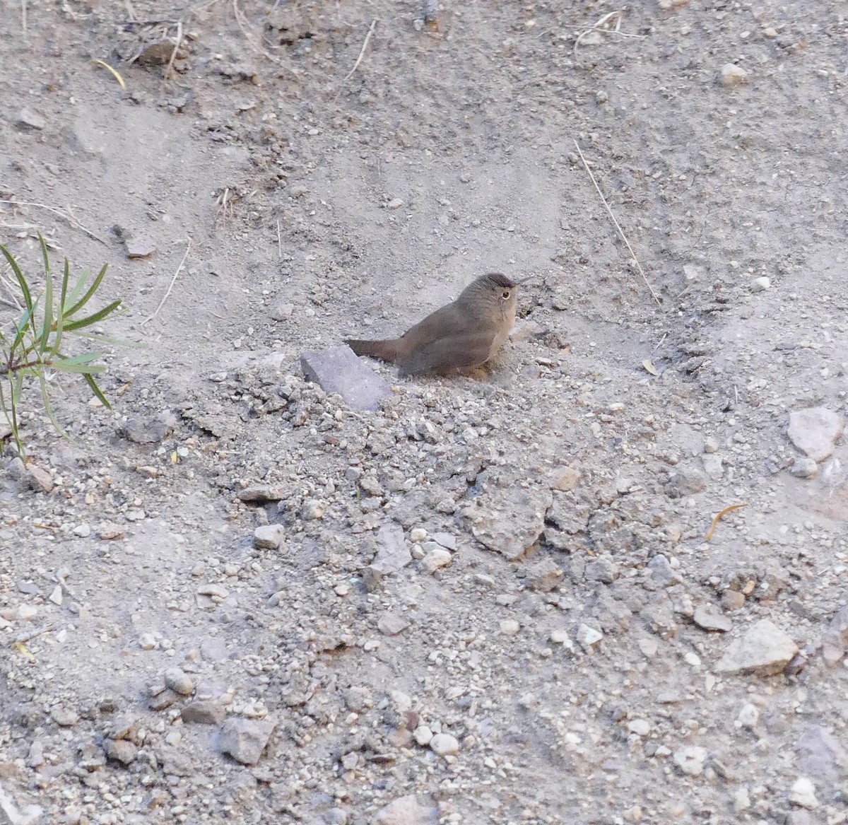 Southern House Wren - ML617330341