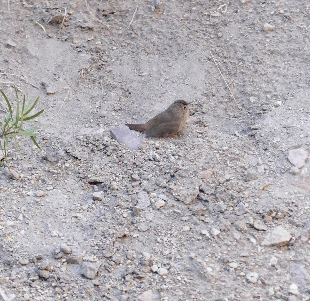 House Wren - amy pickering