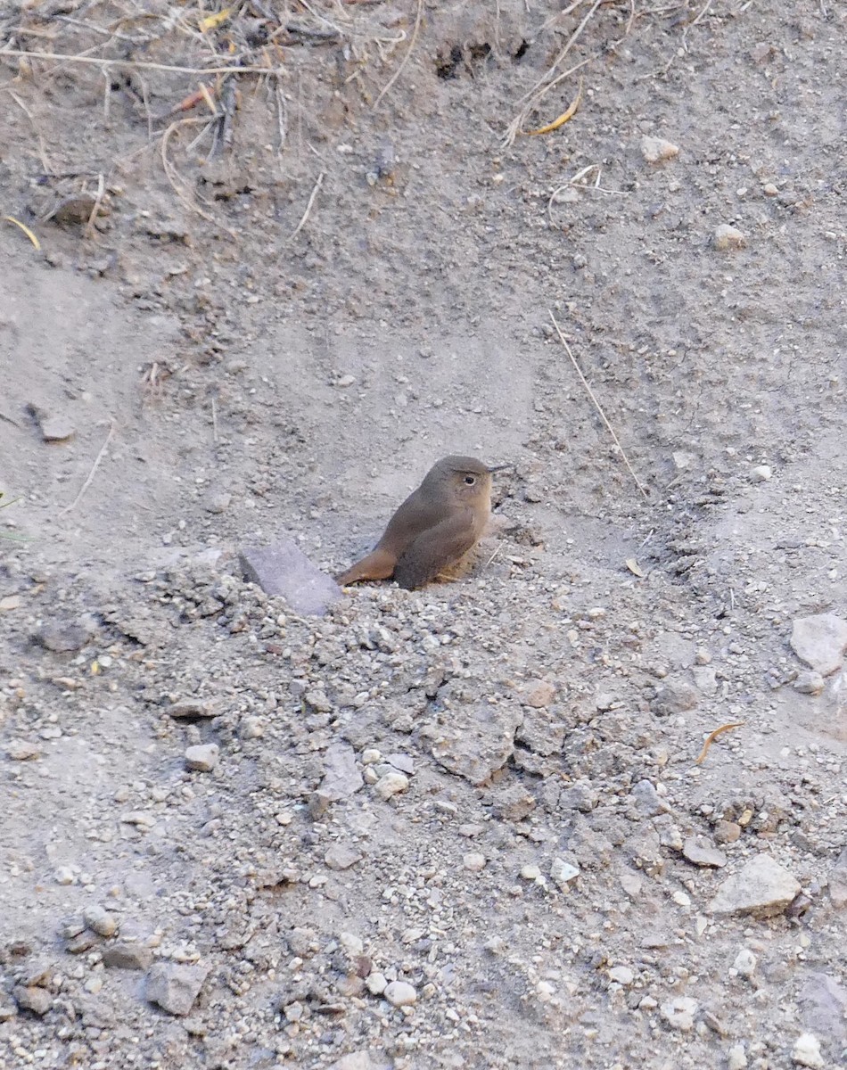 Southern House Wren - ML617330342