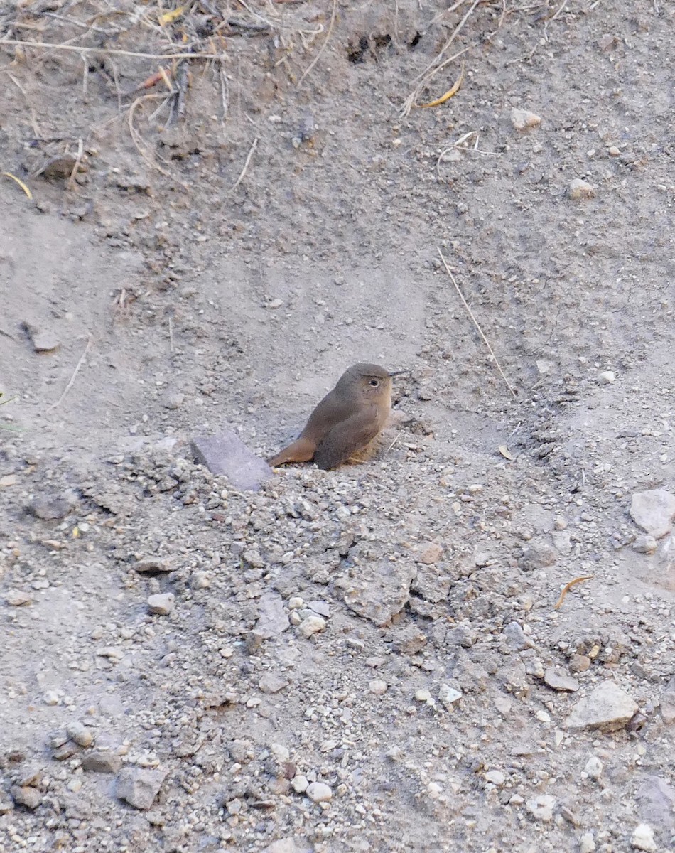 House Wren - amy pickering