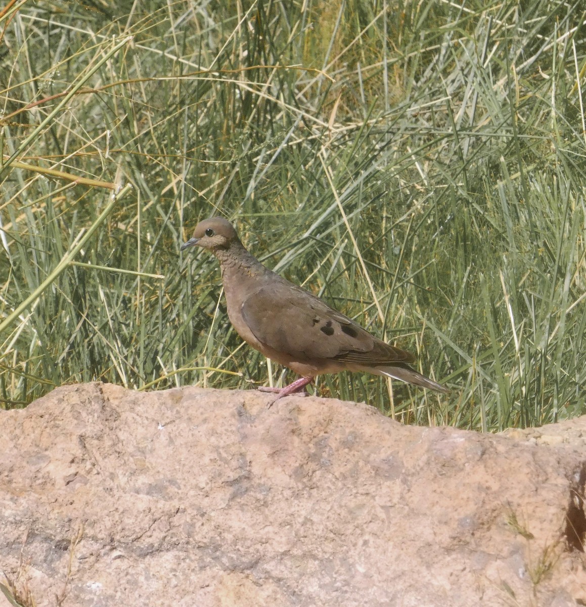 Eared Dove - amy pickering