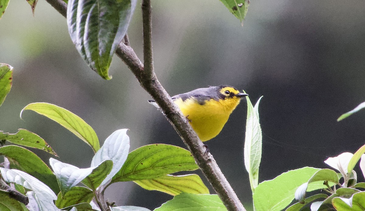 Spectacled Redstart - ML617330372