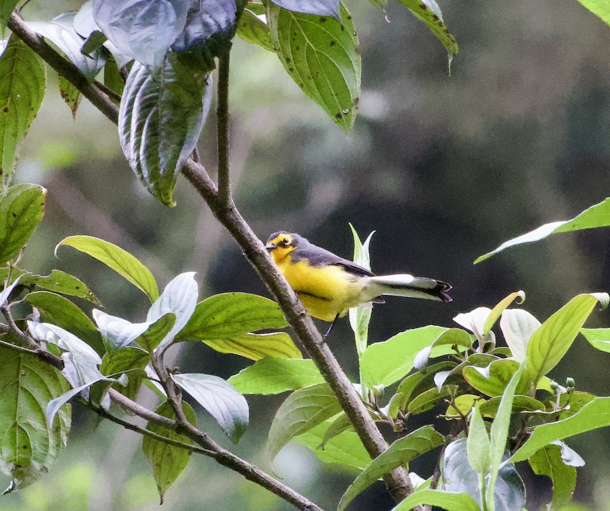 Spectacled Redstart - Frances Oliver