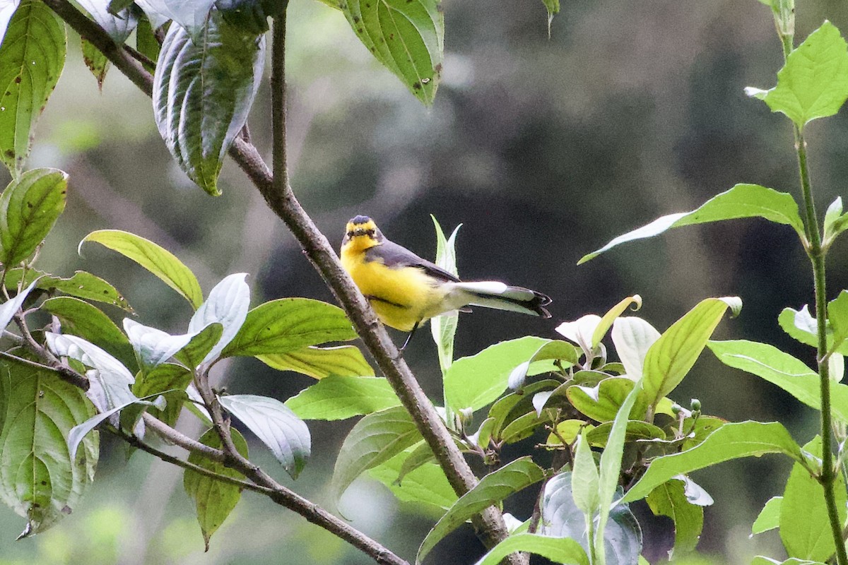 Spectacled Redstart - ML617330374