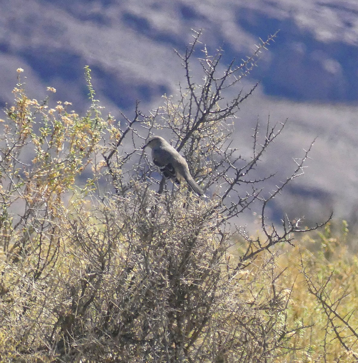 Patagonian Mockingbird - ML617330379