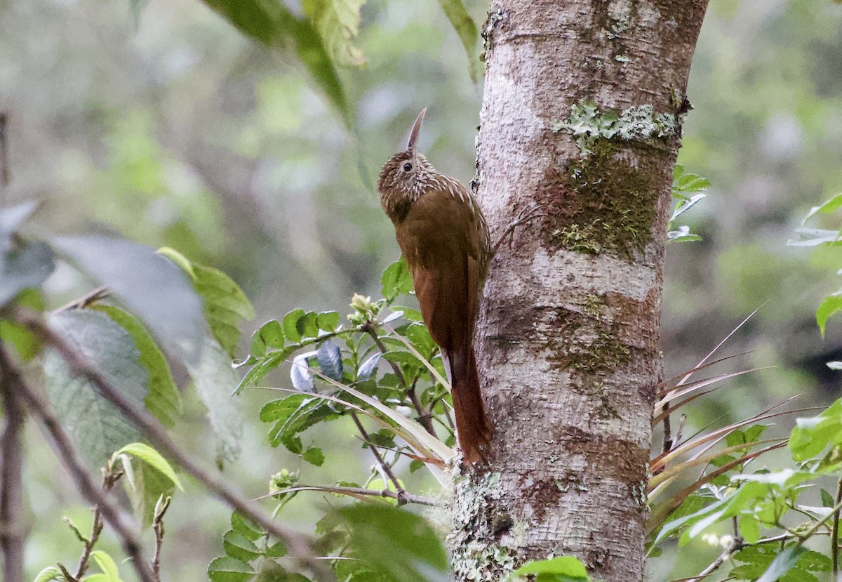 Montane Woodcreeper - ML617330392