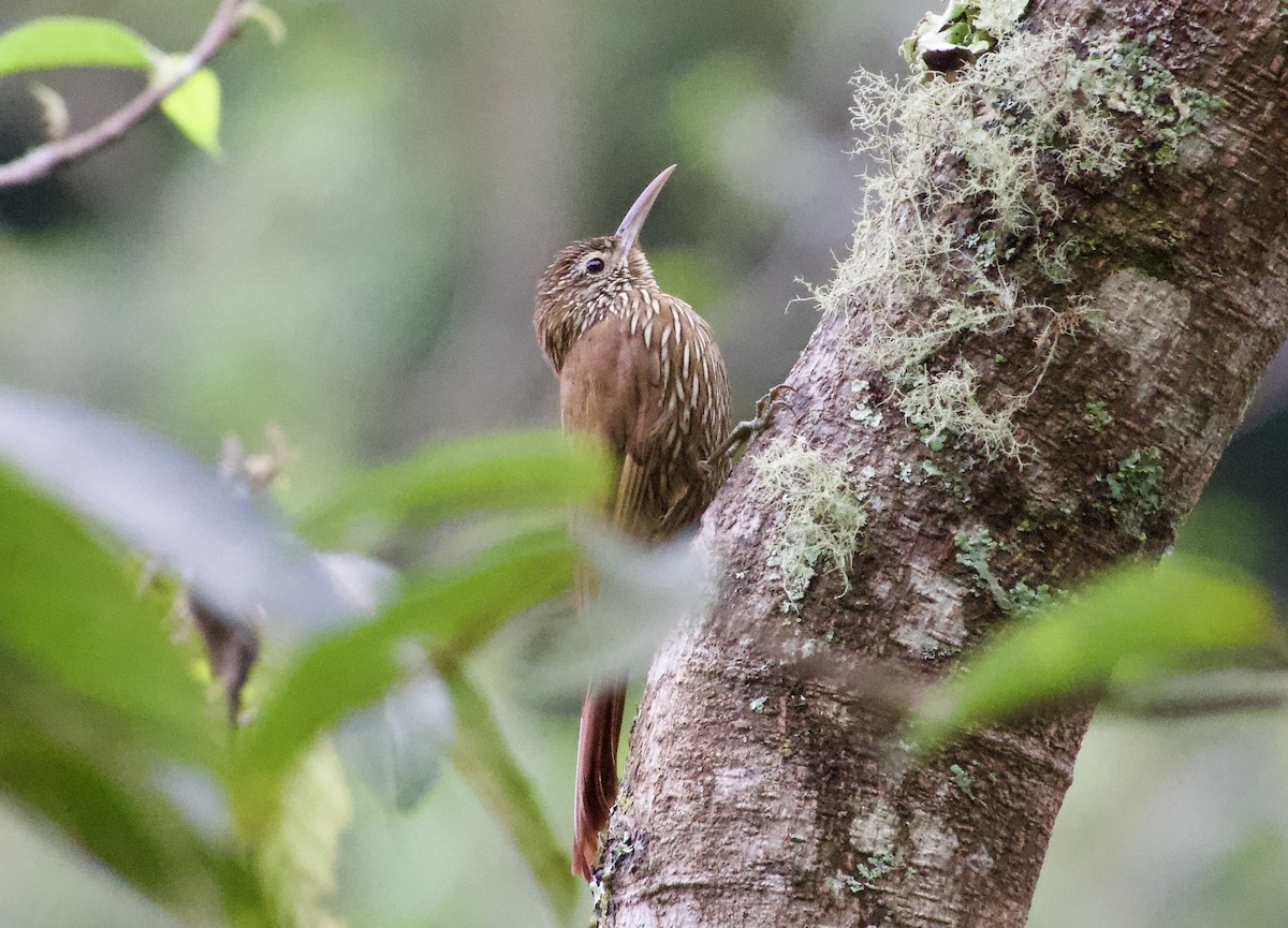 Montane Woodcreeper - ML617330394